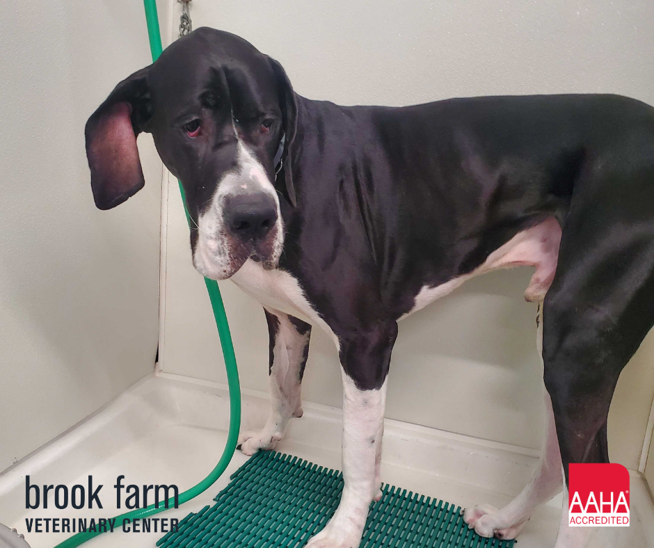 Human Years vs. Dog Years Calculate your pet's age today!